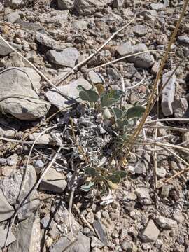 Image of nakedstem sunray