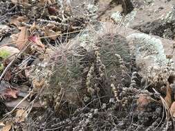 Image of Echinocereus santaritensis W. Blum & Rutow