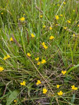 Image of Monopsis lutea (L.) Urb.