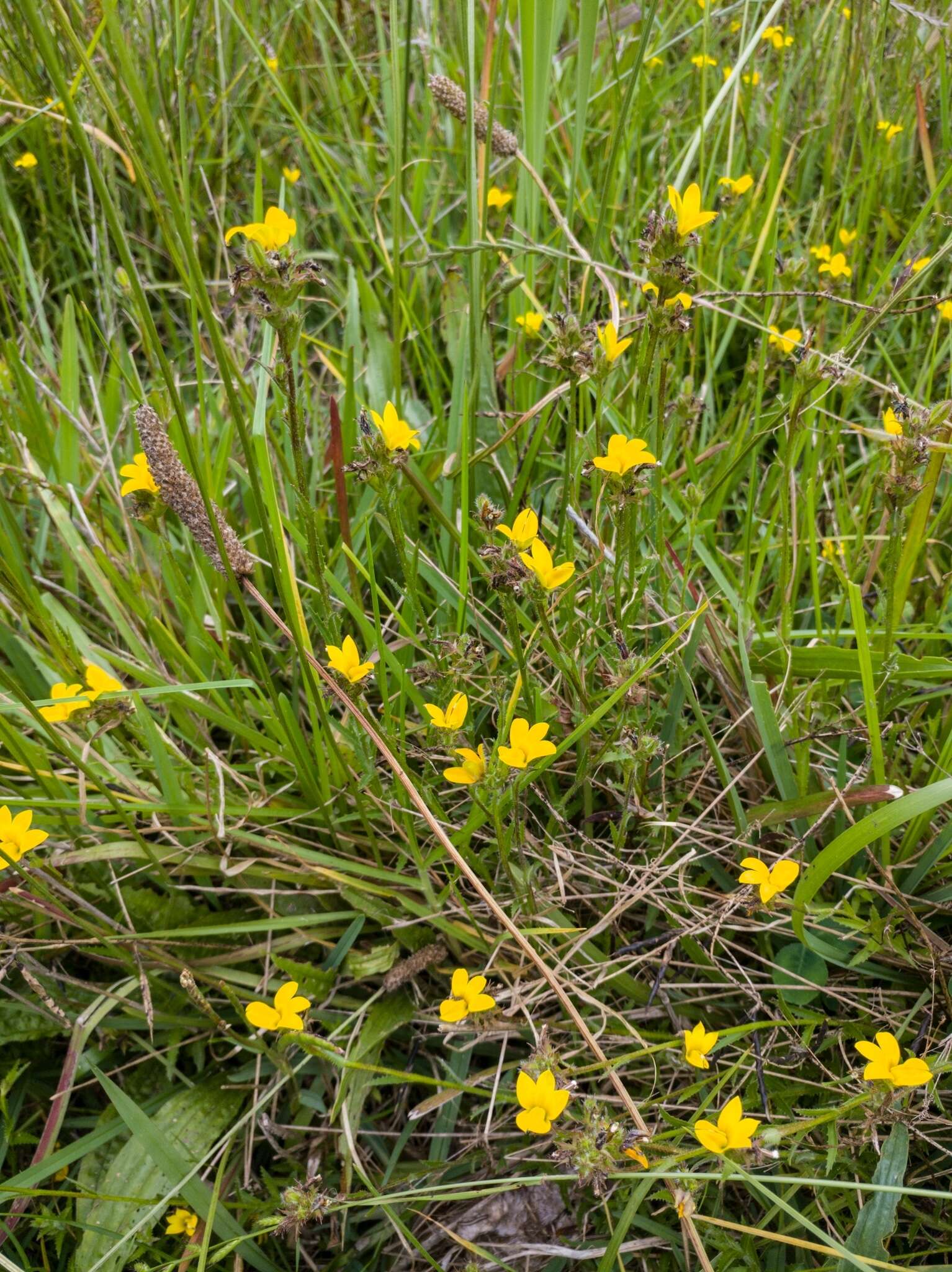 Image of Monopsis lutea (L.) Urb.