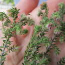 Image of Erica setulosa Benth.