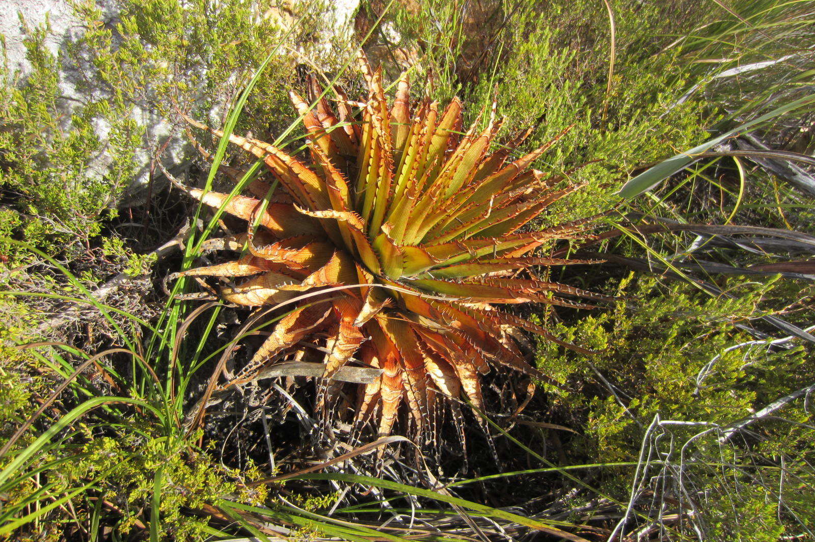 Image of Aloe lineata var. muirii (Marloth) Reynolds