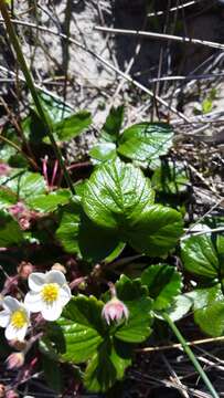 Image of Pacific beach strawberry