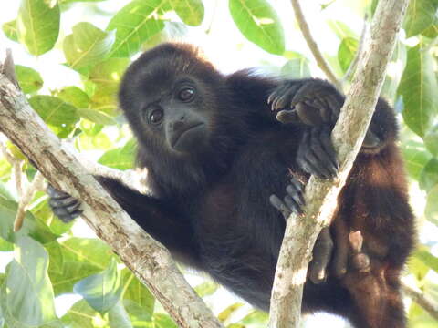 Image of Black Howling Monkey