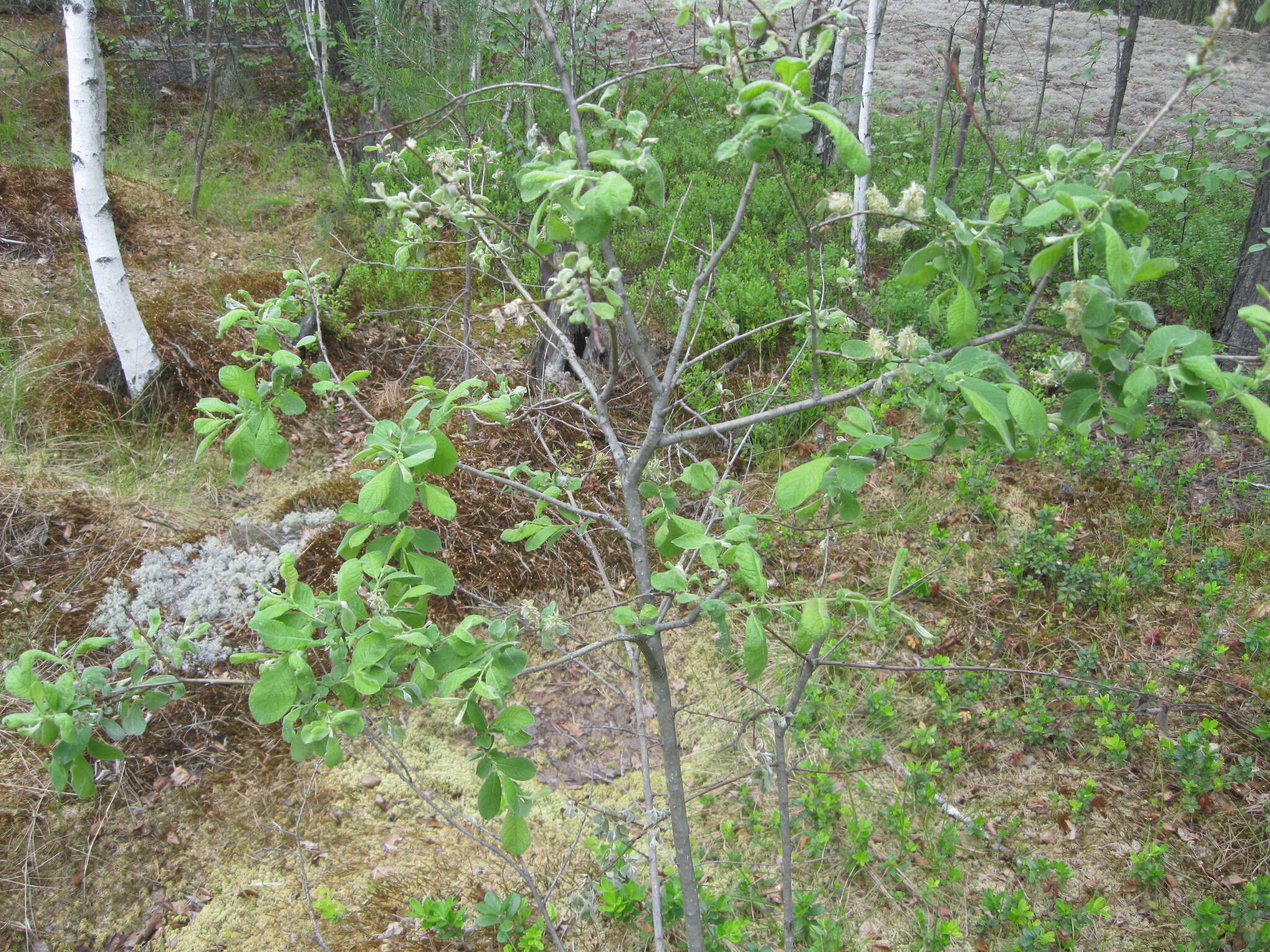 Image of eared willow