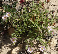 Слика од Rhodalsine geniculata (Poir.) F. N. Williams