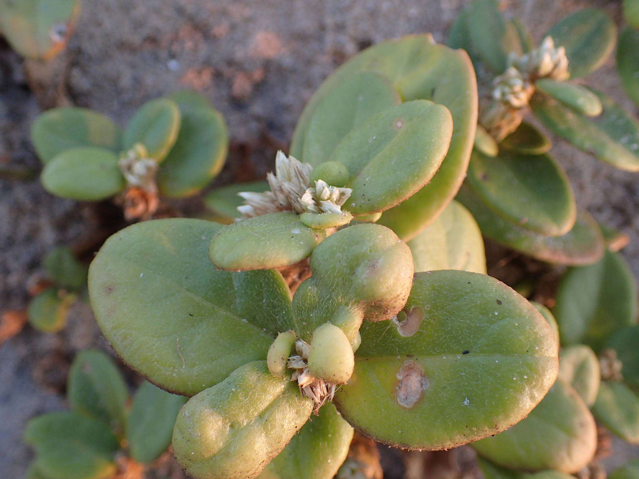 Image of Alternanthera littoralis P. Beauv. ex Moq.