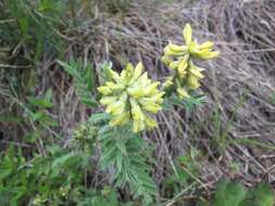 Oxytropis pilosa (L.) DC. resmi