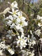 Image de Amelanchier interior Nielsen