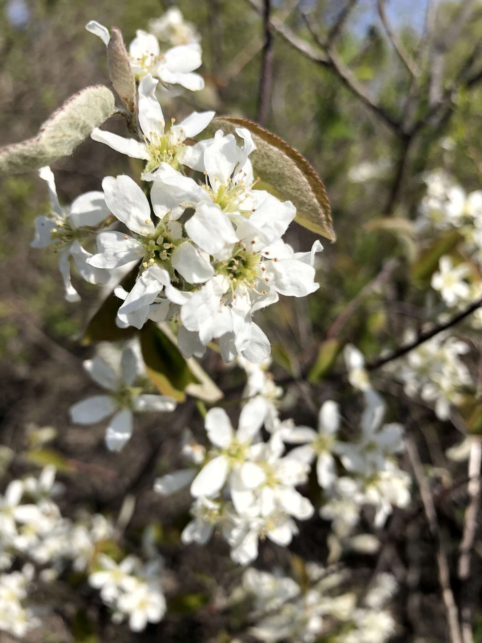 Image of Pacific serviceberry