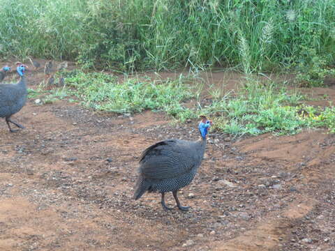 Image of Bushveld Helmet Guineafowl