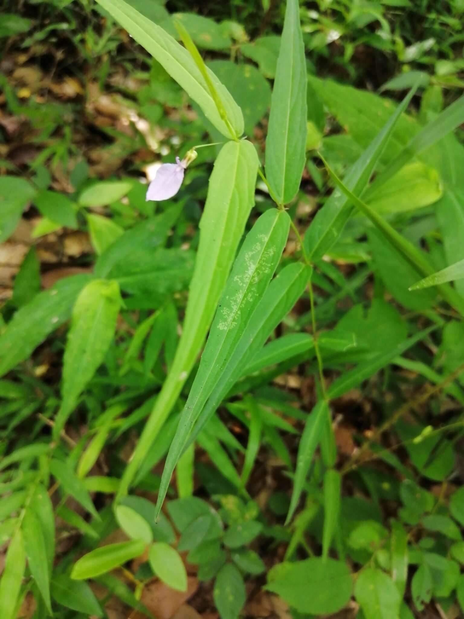 Image of Pombalia oppositifolia (L.) Paula-Souza