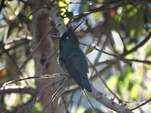 Image of Black-breasted Plovercrest