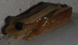 Image of Fornasini's Spiny Reed Frog