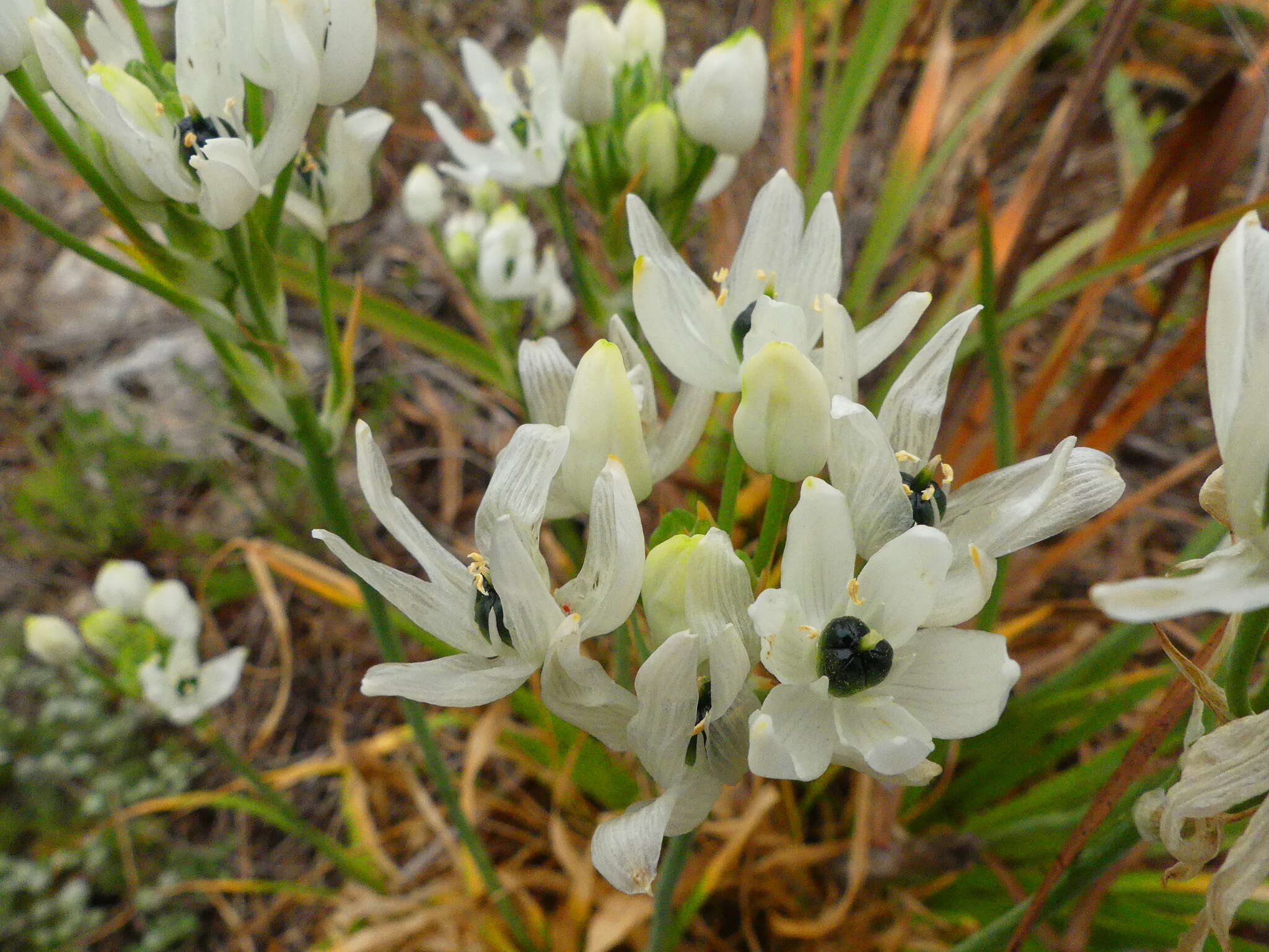 Imagem de Ornithogalum arabicum L.