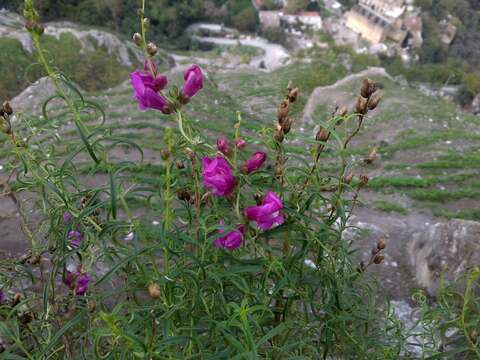 Image of Antirrhinum tortuosum Bosc ex Vent.