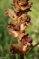 Image of Orobanche gracilis Sm.