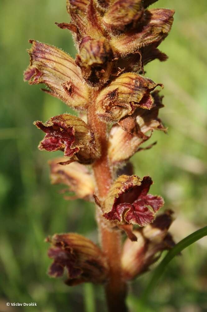 Image of Orobanche gracilis Sm.