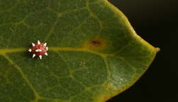 صورة Ceroplastes sinensis Del Guercio 1900