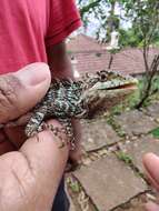 Image of Horsfield's Spiny Lizard