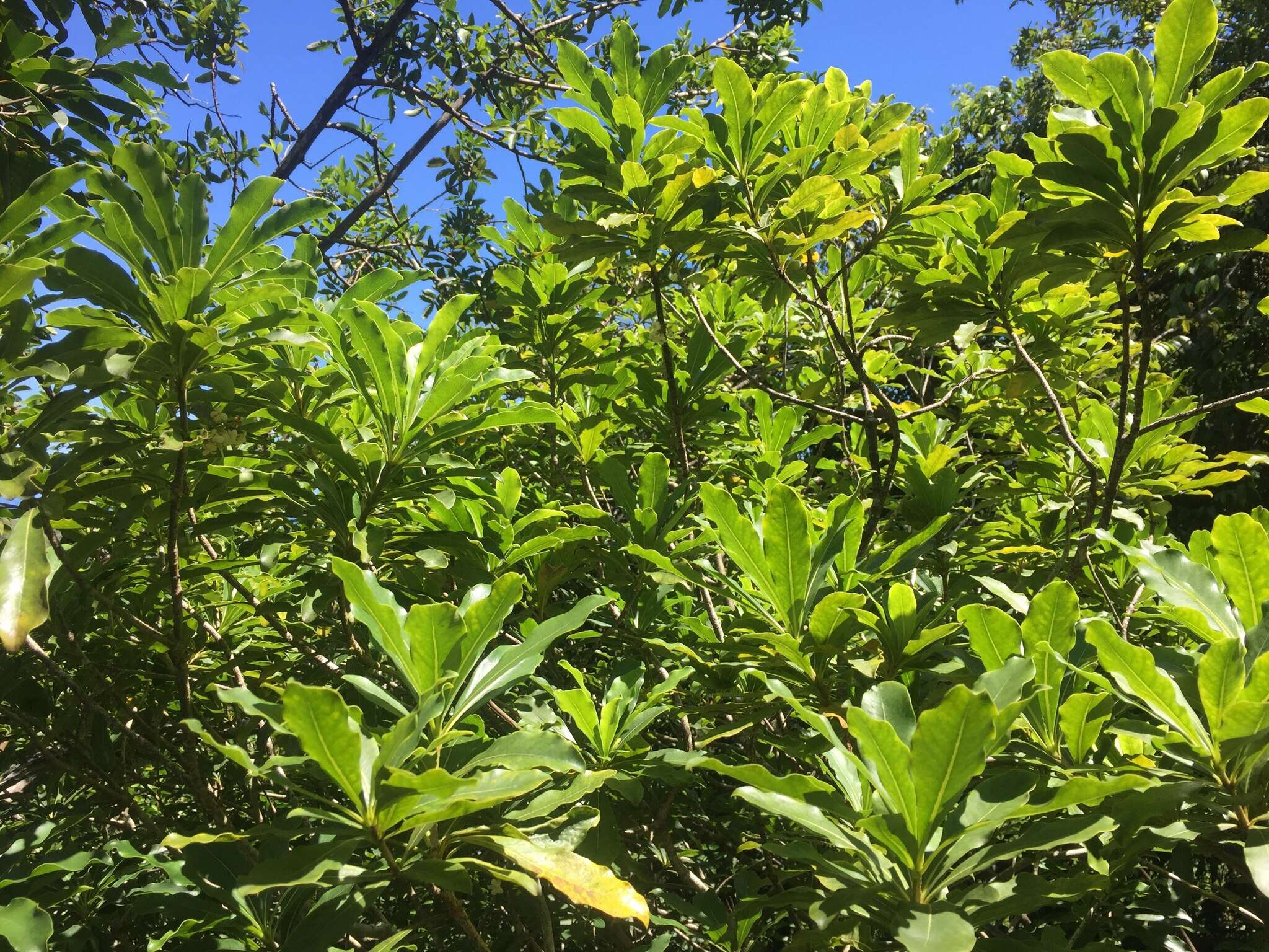 Image of Koolau Range Cheesewood