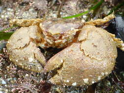 Image of pubescent porcelain crab