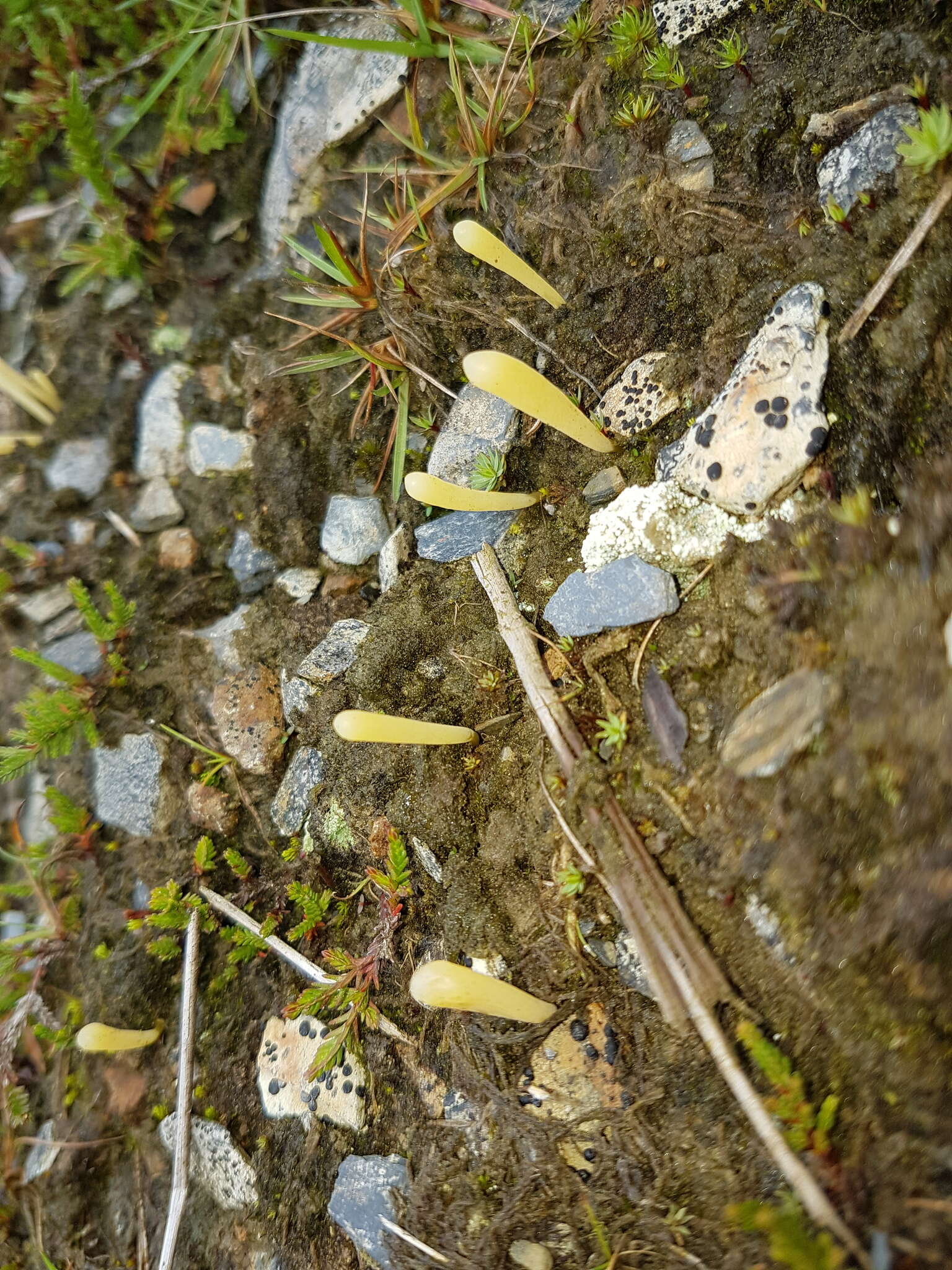 Clavaria argillacea Pers. 1797 resmi