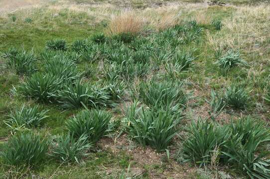 Image of Ungernia sewerzowii (Regel) B. Fedtsch.