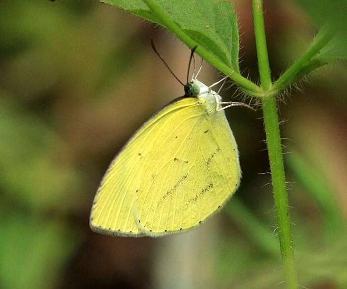 Image of Spotless Grass Yellow