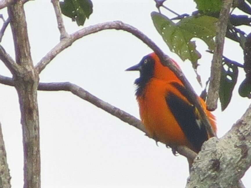 Imagem de Icterus croconotus (Wagler 1829)