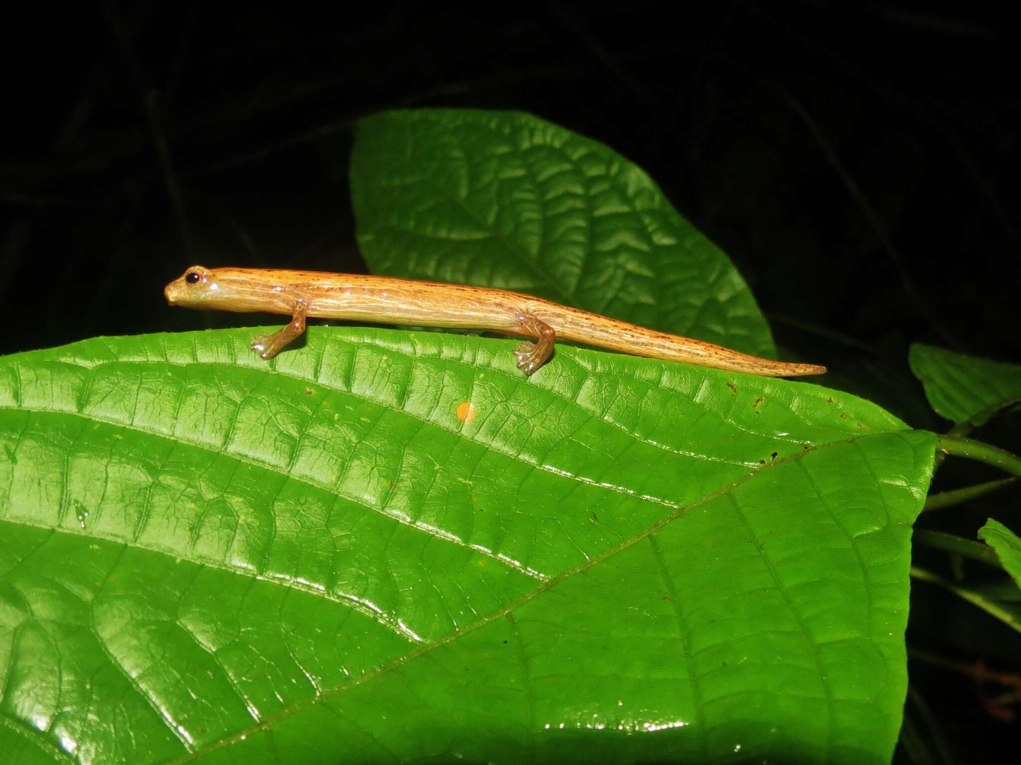 Imagem de Bolitoglossa striatula (Noble 1918)