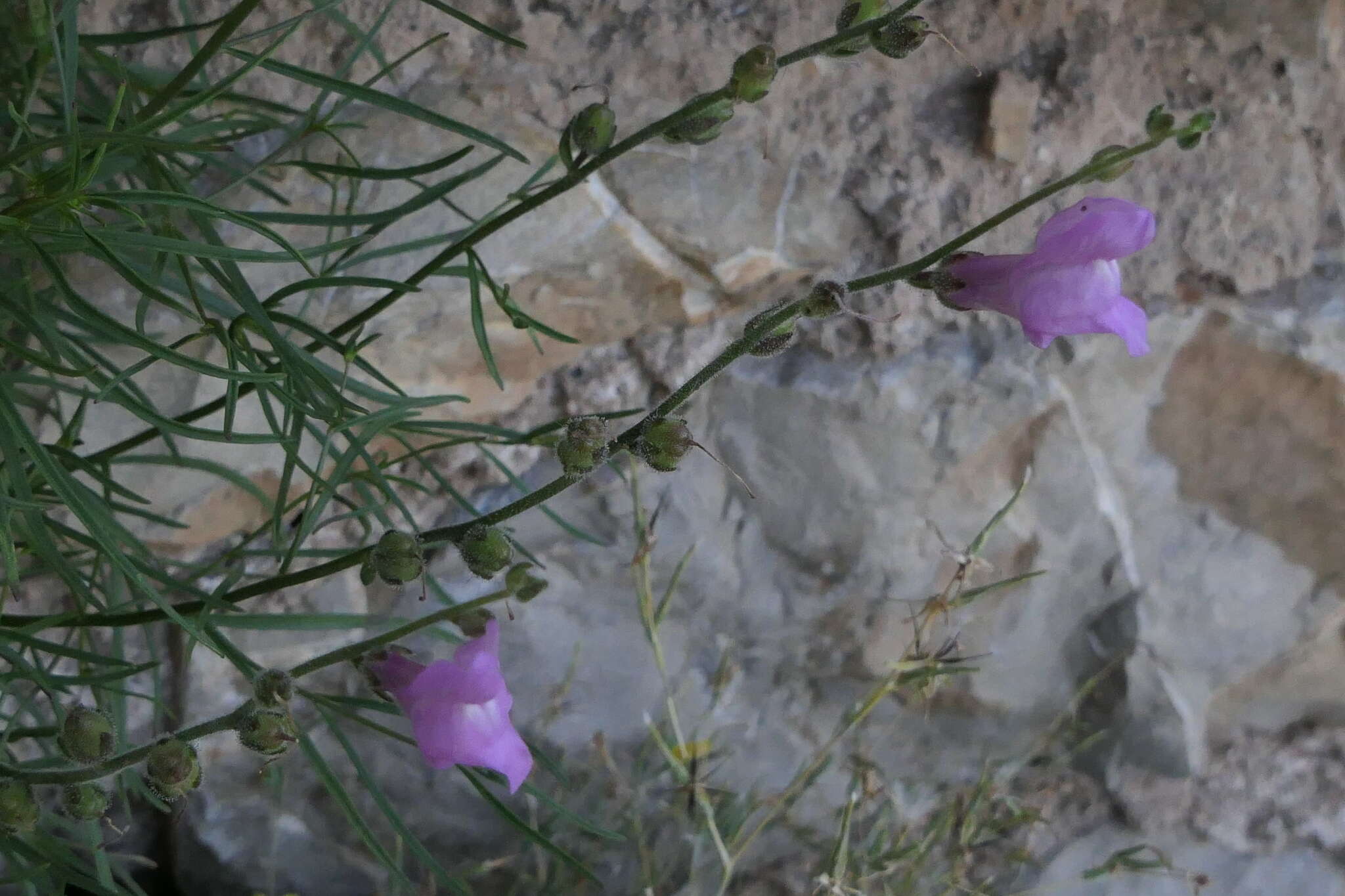 Image of Antirrhinum litigiosum Pau