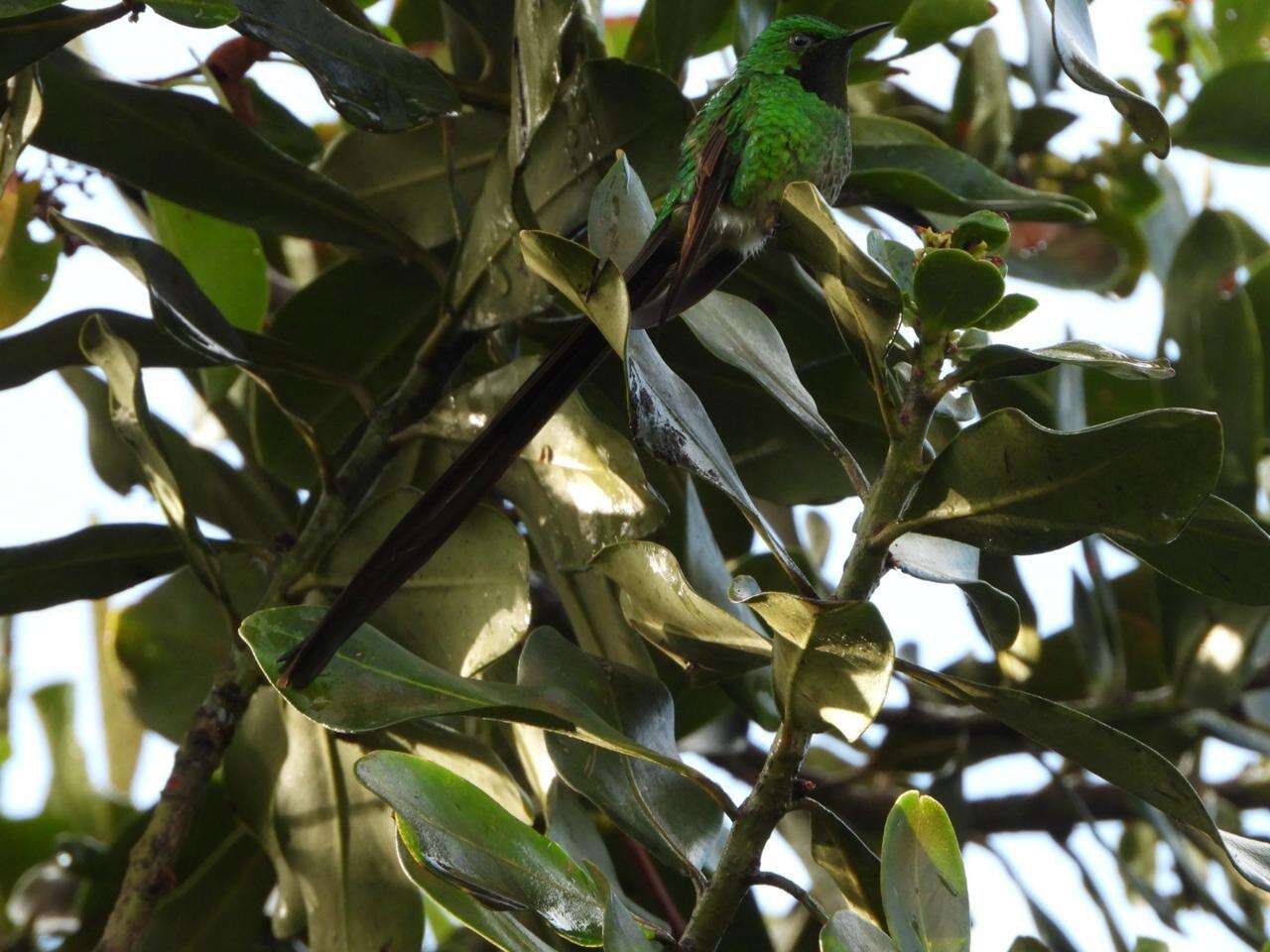 Image of Green-tailed Trainbearer