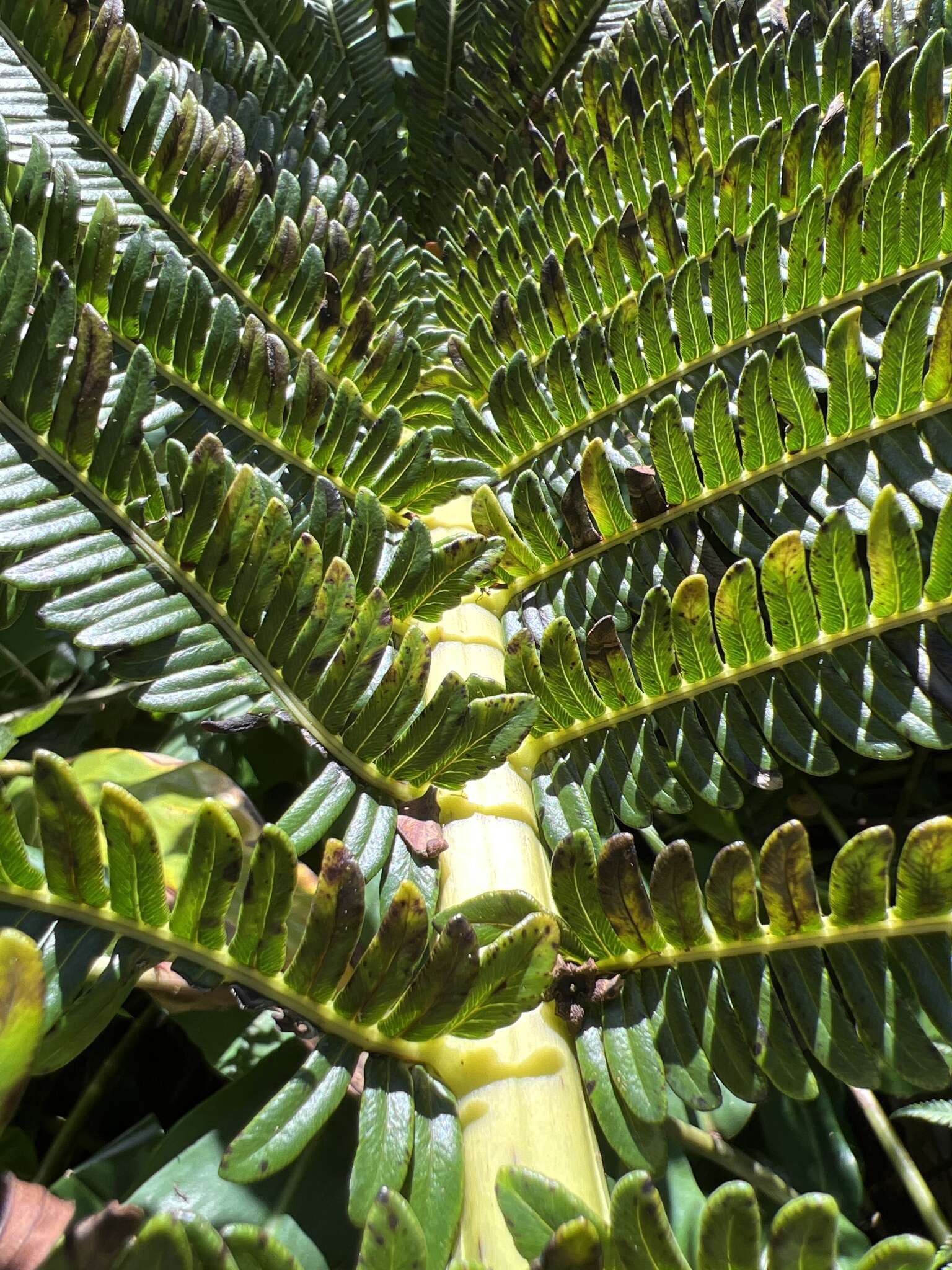 Image of Long-Leaf Plume Fern