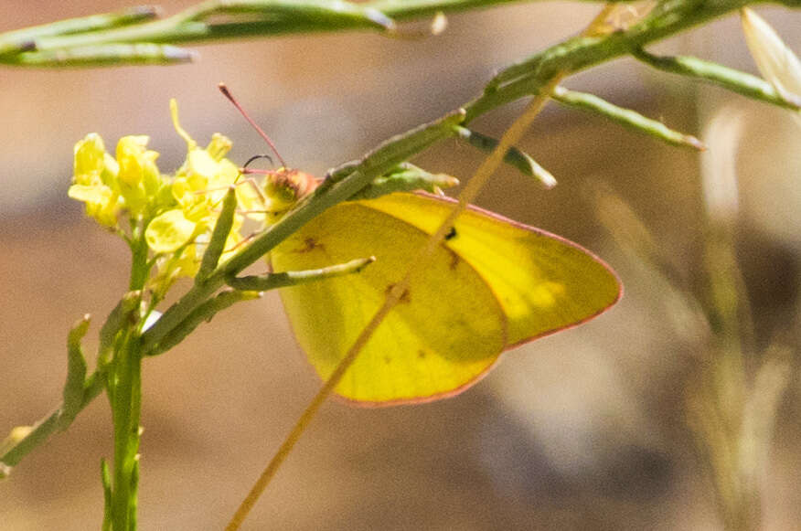 Image of Harford's Sulphur