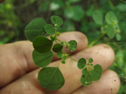 Image of Euphorbia ocymoidea L.