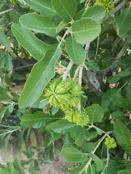 Image of Esenbeckia flava T. S. Brandeg.