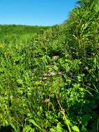 Ligusticum scoticum subsp. hultenii (Fern.) Calder & Roy L. Taylor resmi