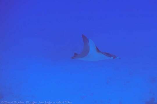 Image of Pygmy Devilray