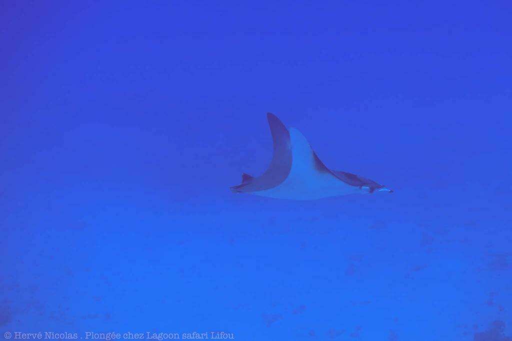 Image of Pygmy Devilray