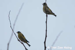 Image of Black-headed Greenfinch