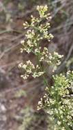 Image of Galium ephedroides Willk.