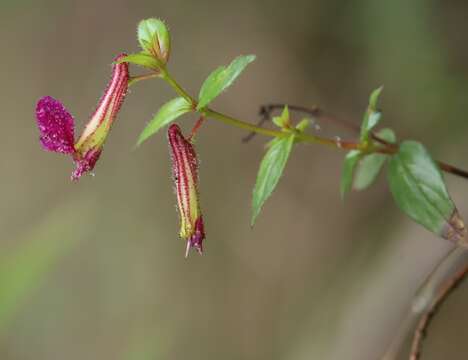 Image of Cuphea cordata Ruiz & Pav.