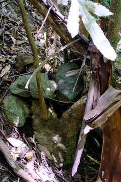 Image of Hicksbeachia pinnatifolia F. Müll.