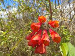 Image of Bomarea multiflora (L. fil.) Mirb.