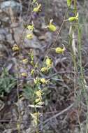 Image of Streptanthus glandulosus subsp. sonomensis (Kruckeberg) M. Mayer & D. W. Taylor