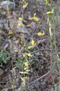 Image of Streptanthus glandulosus subsp. sonomensis (Kruckeberg) M. Mayer & D. W. Taylor