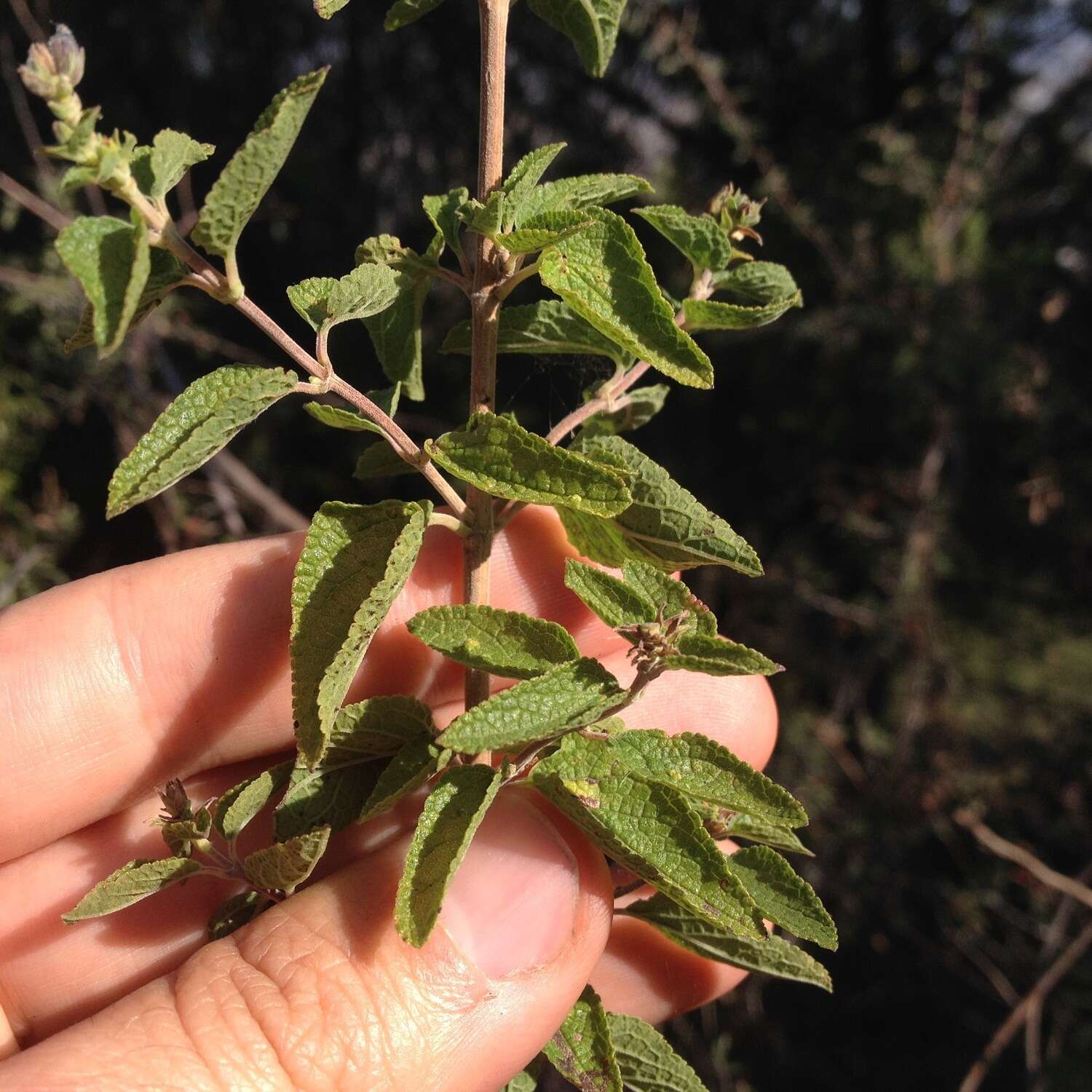 Salvia melissodora Lag. resmi