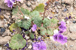 Image of calthaleaf phacelia