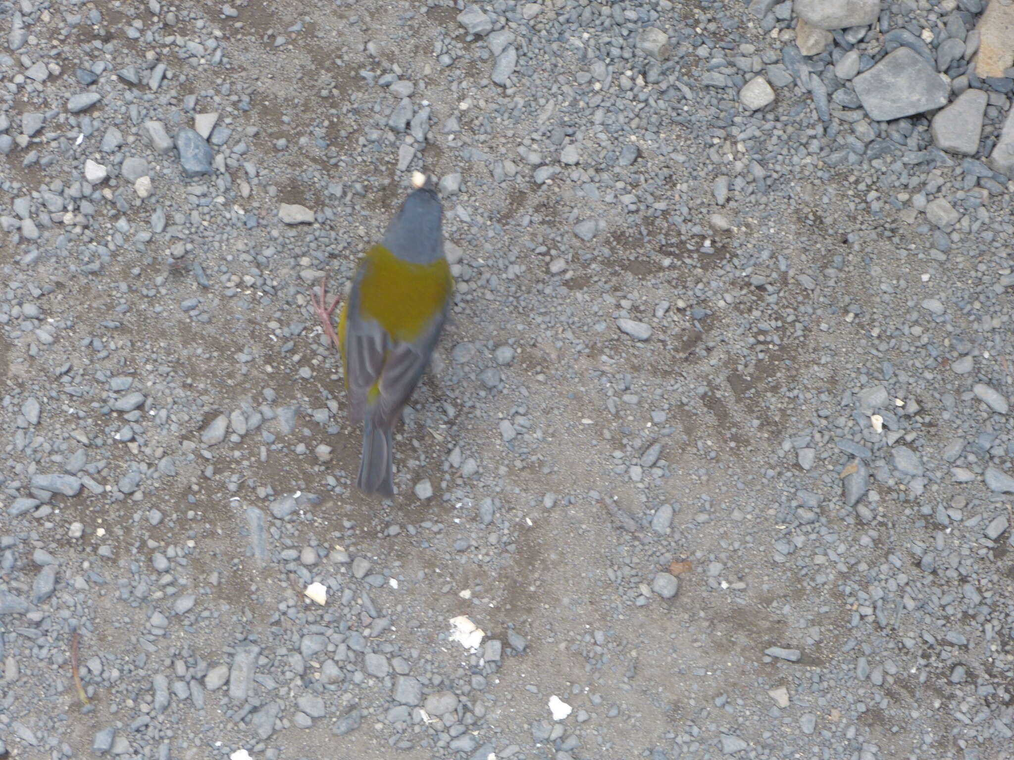 Image of Patagonian Sierra Finch